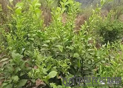 附件