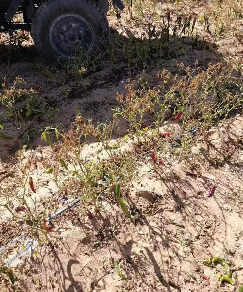 太润公司诉讼时提交的辣椒地照片